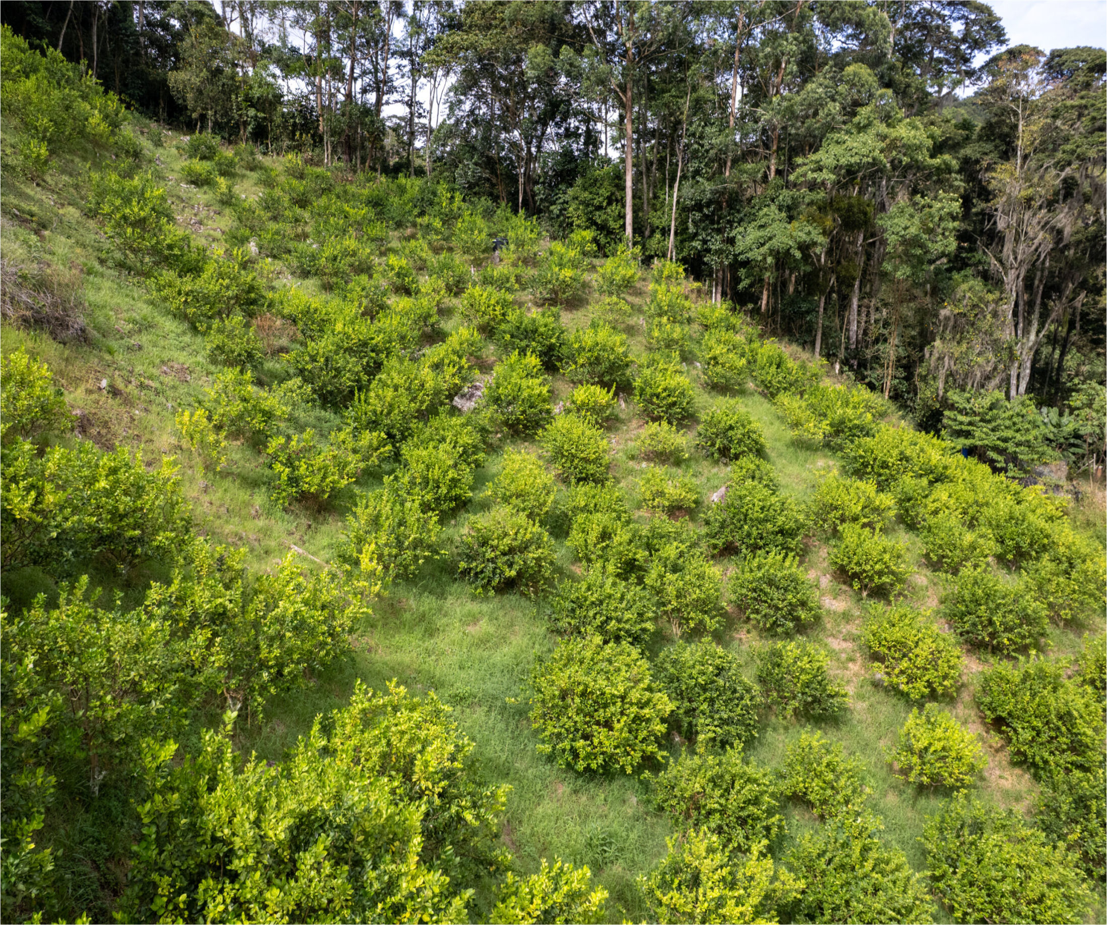 Cultivo de Limón Tahití