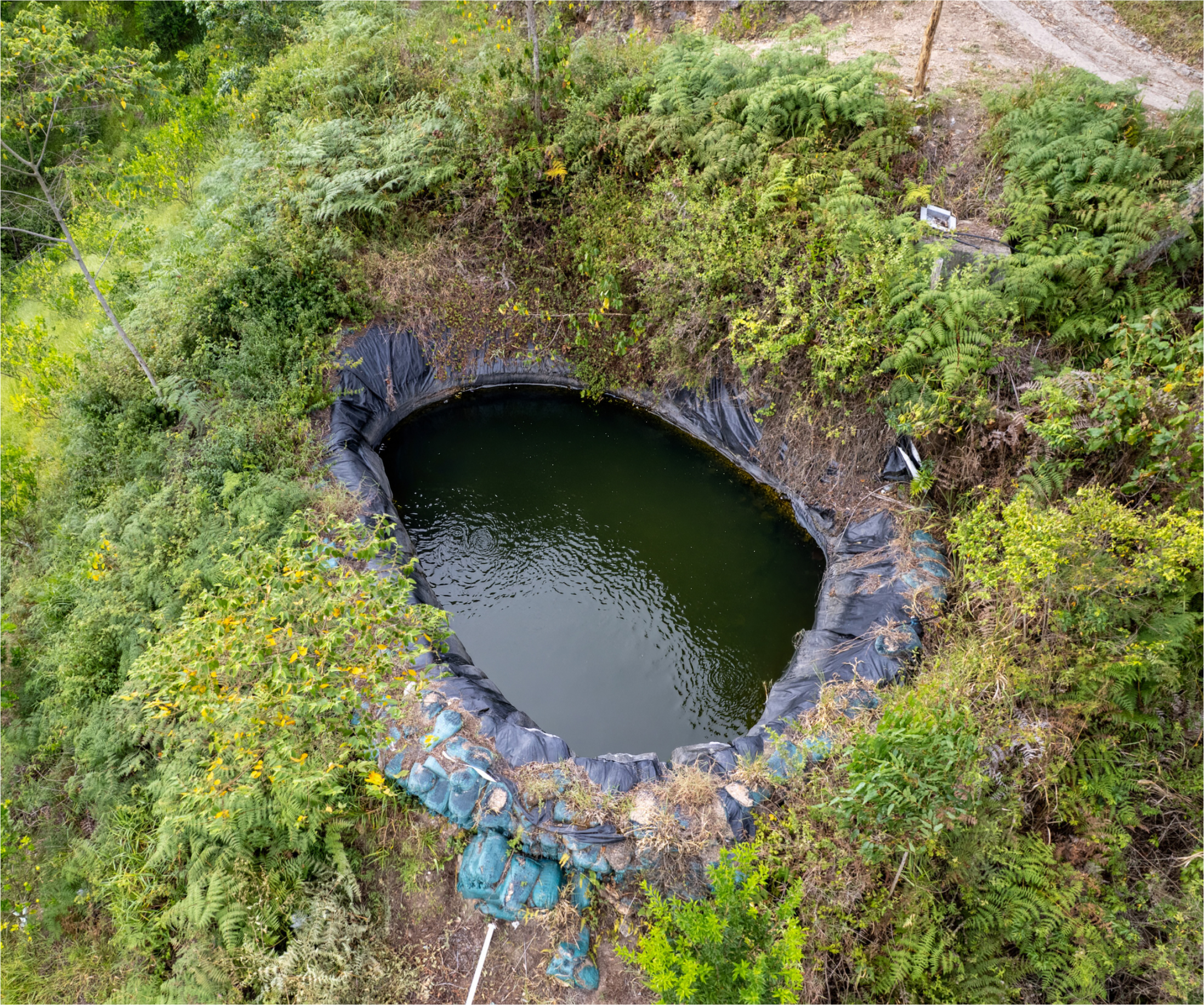 Cultivo de Limón Tahití