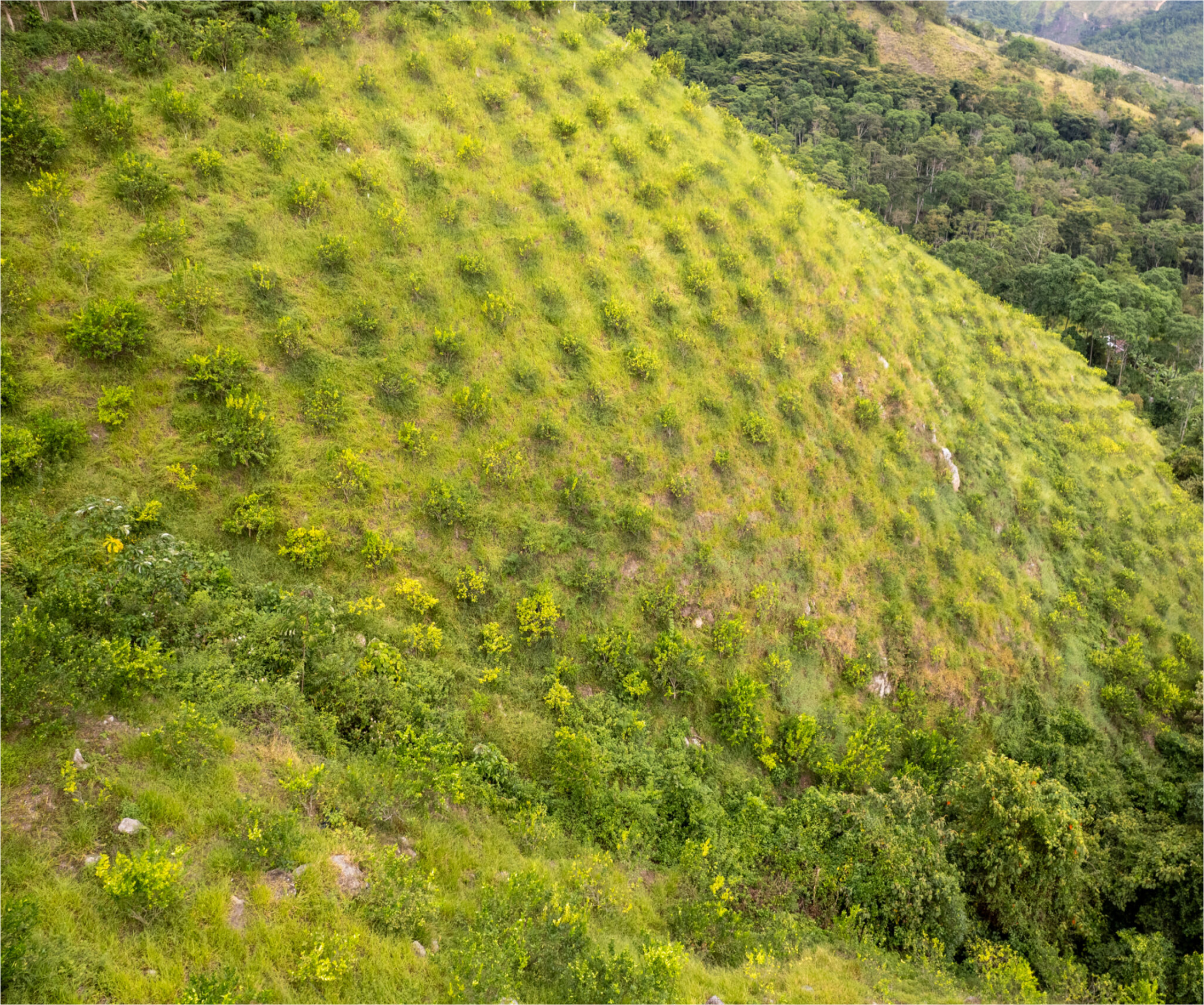 Cultivo de Limón Tahití