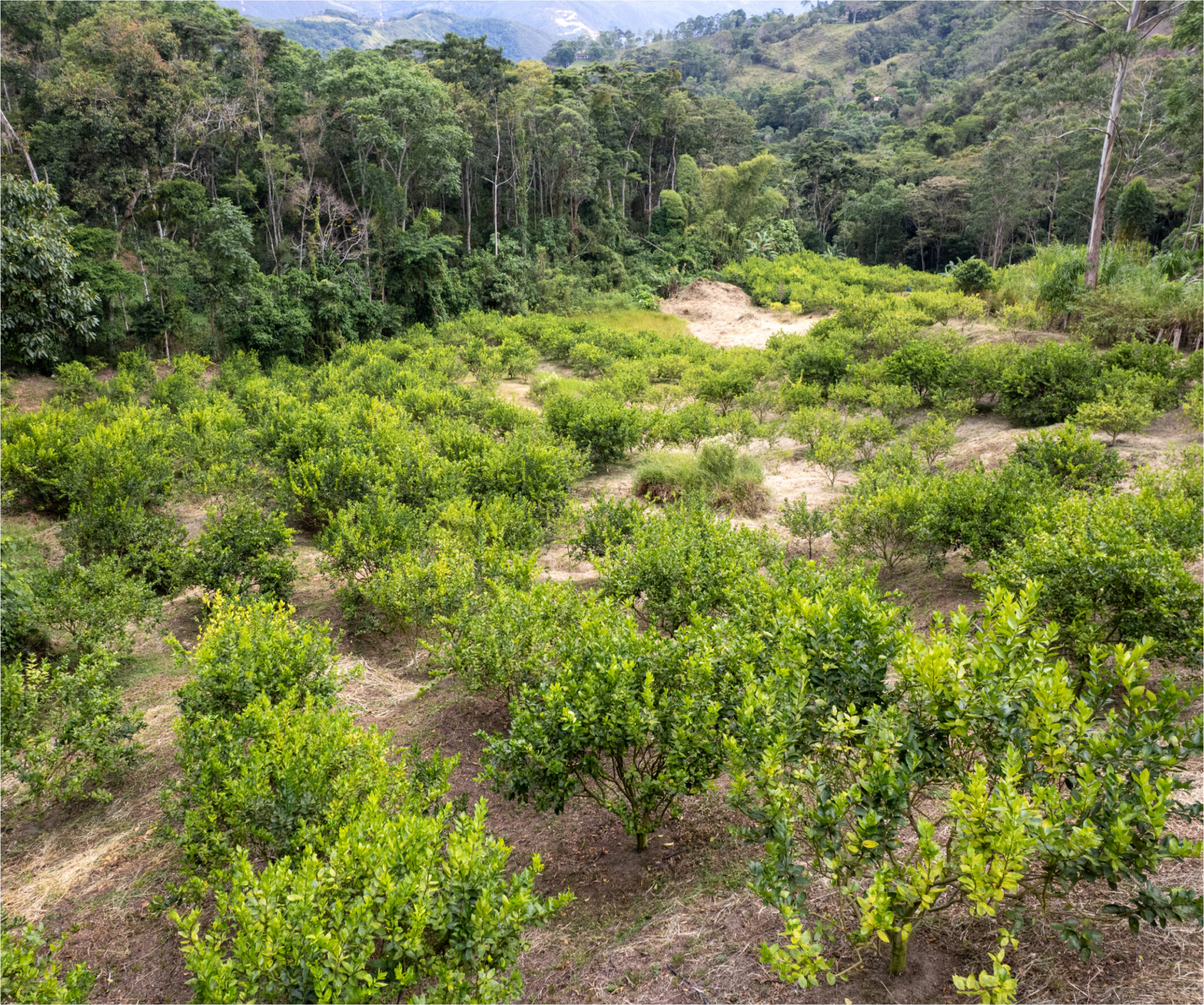Cultivo de Limón Tahití