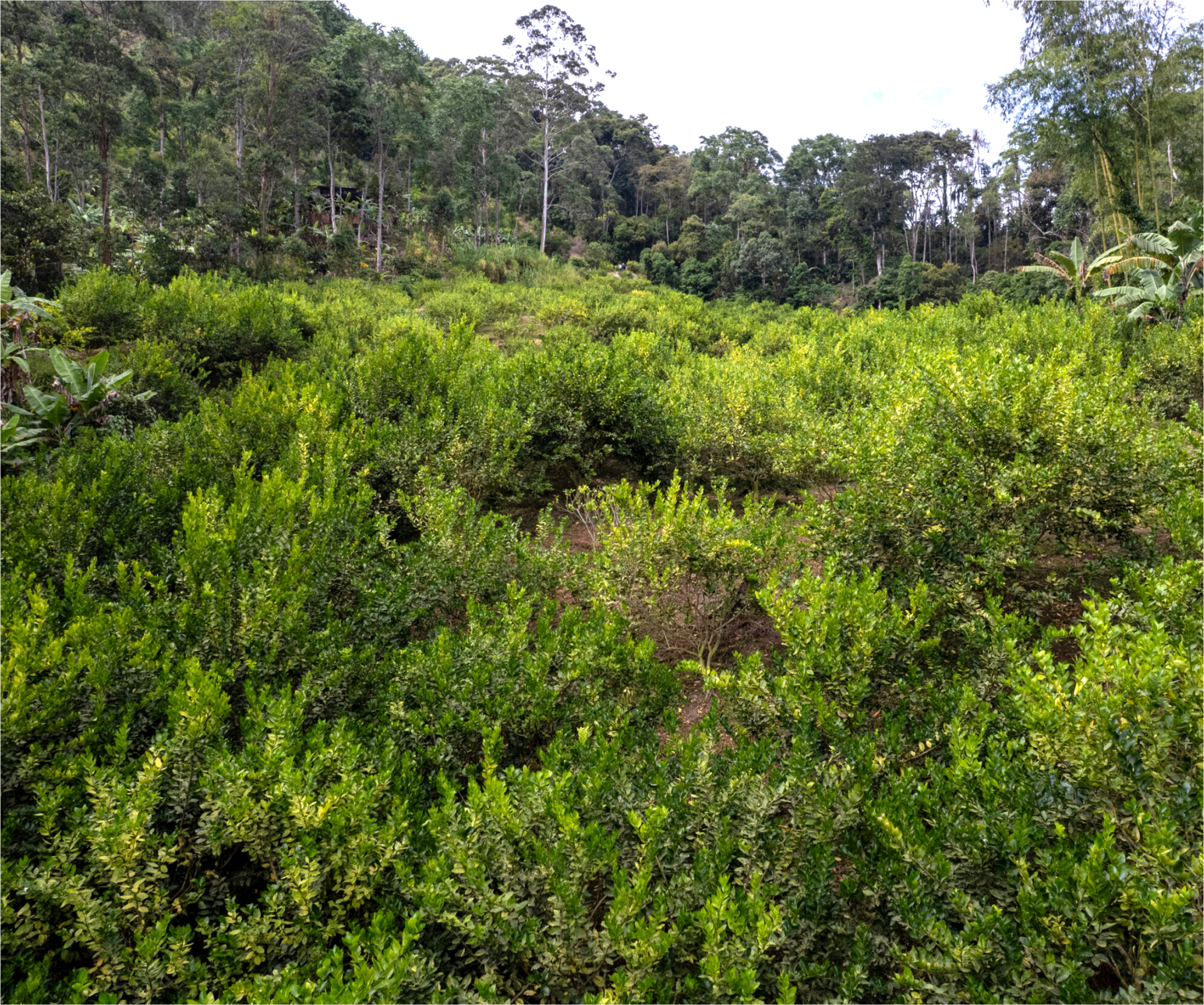 Cultivo de Limón Tahití