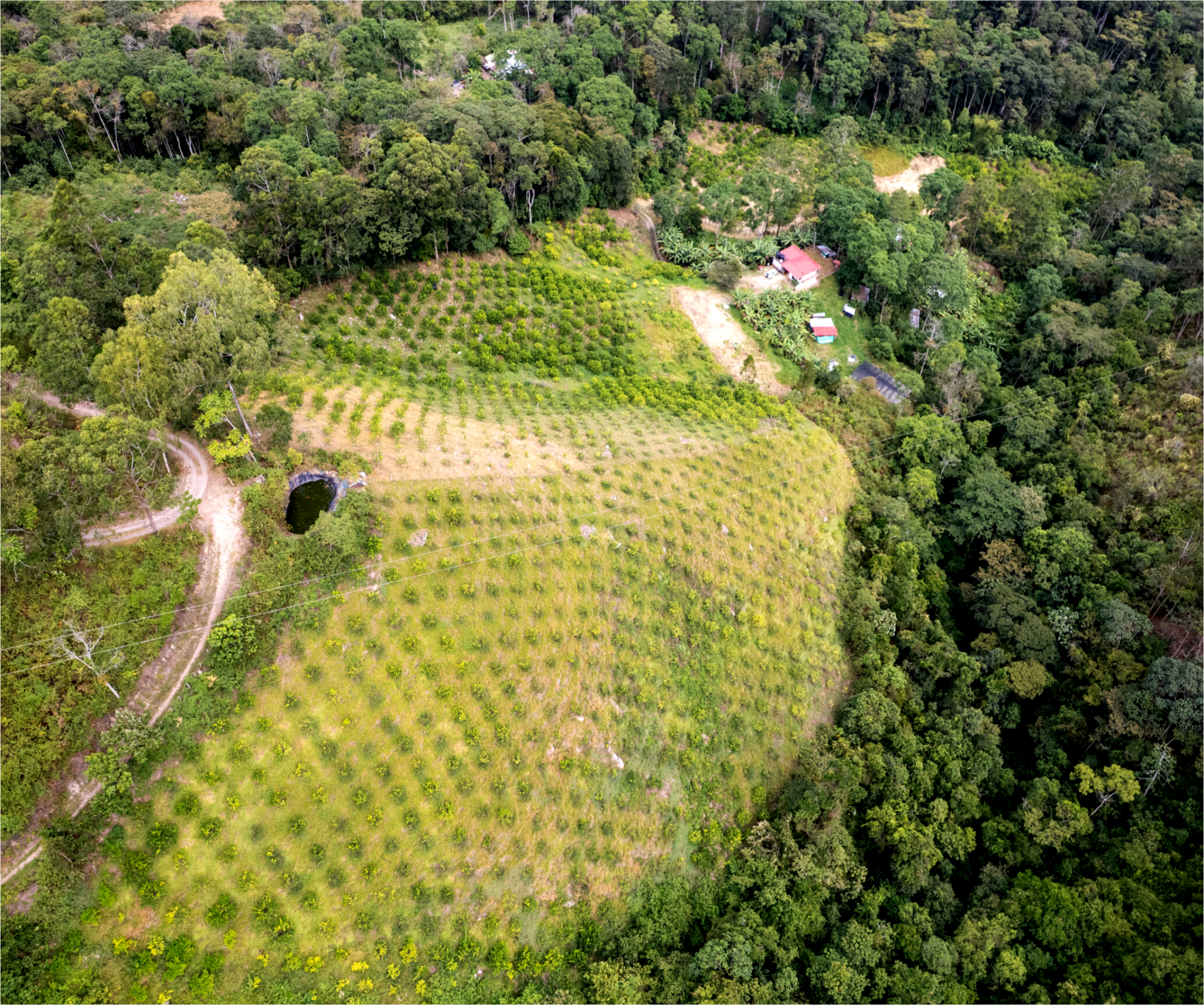Cultivo de Limón Tahití