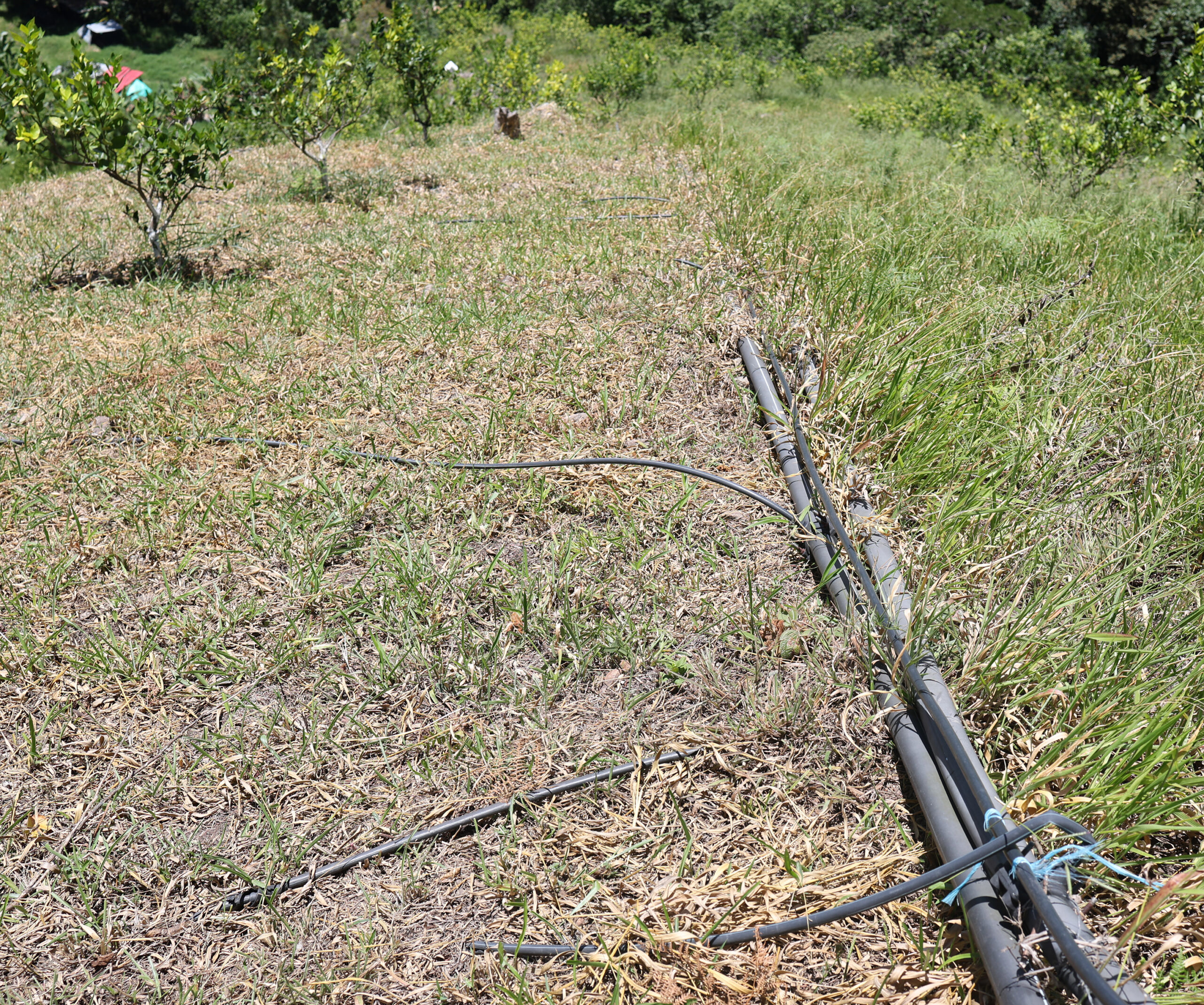 Cultivo de Limón Tahití