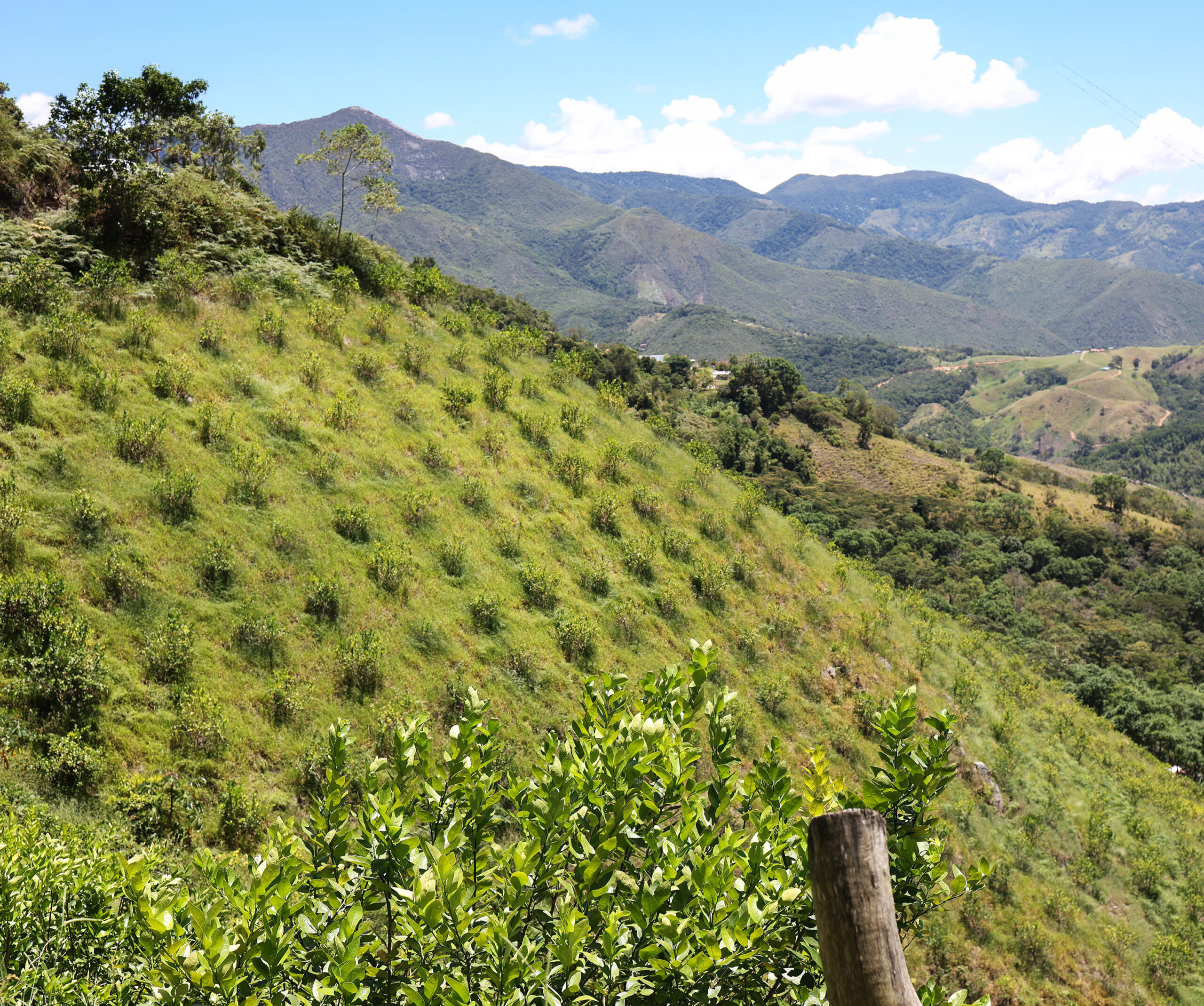 Cultivo de Limón Tahití