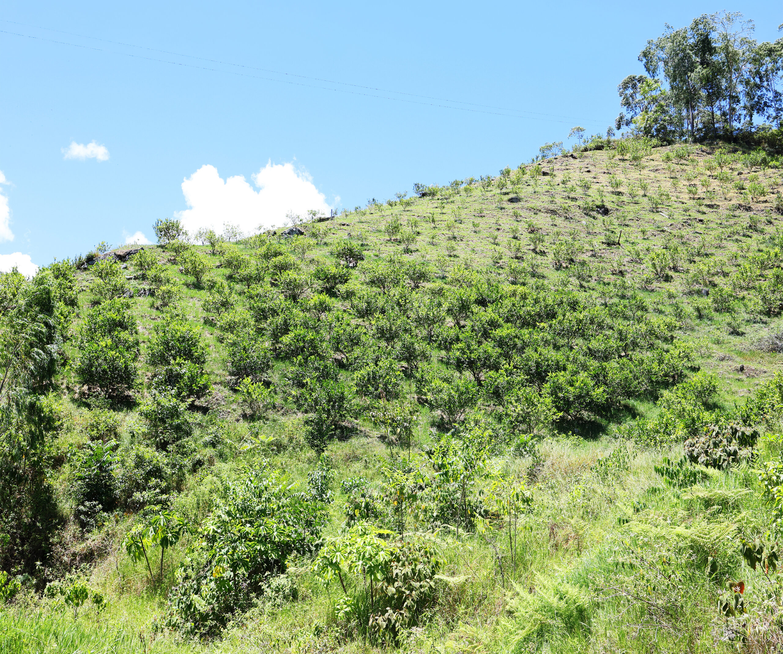 Cultivo de Limón Tahití