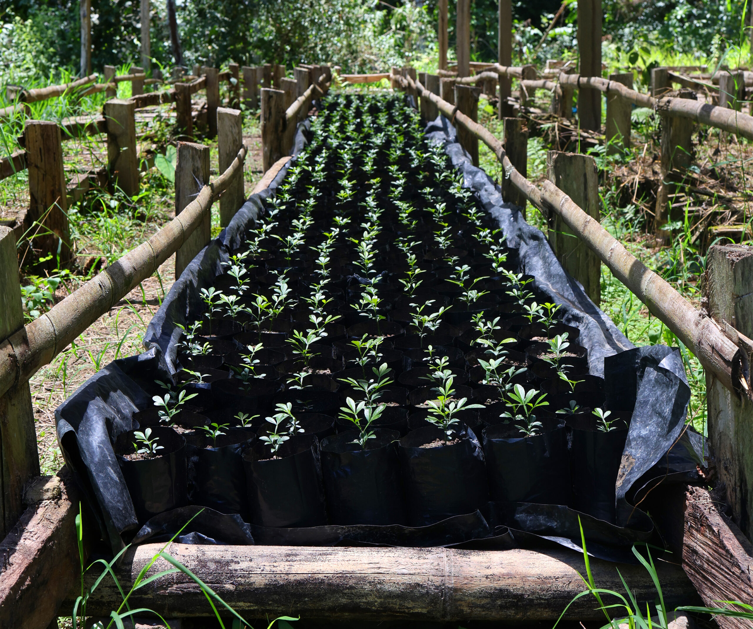 Cultivo de Limón Tahití