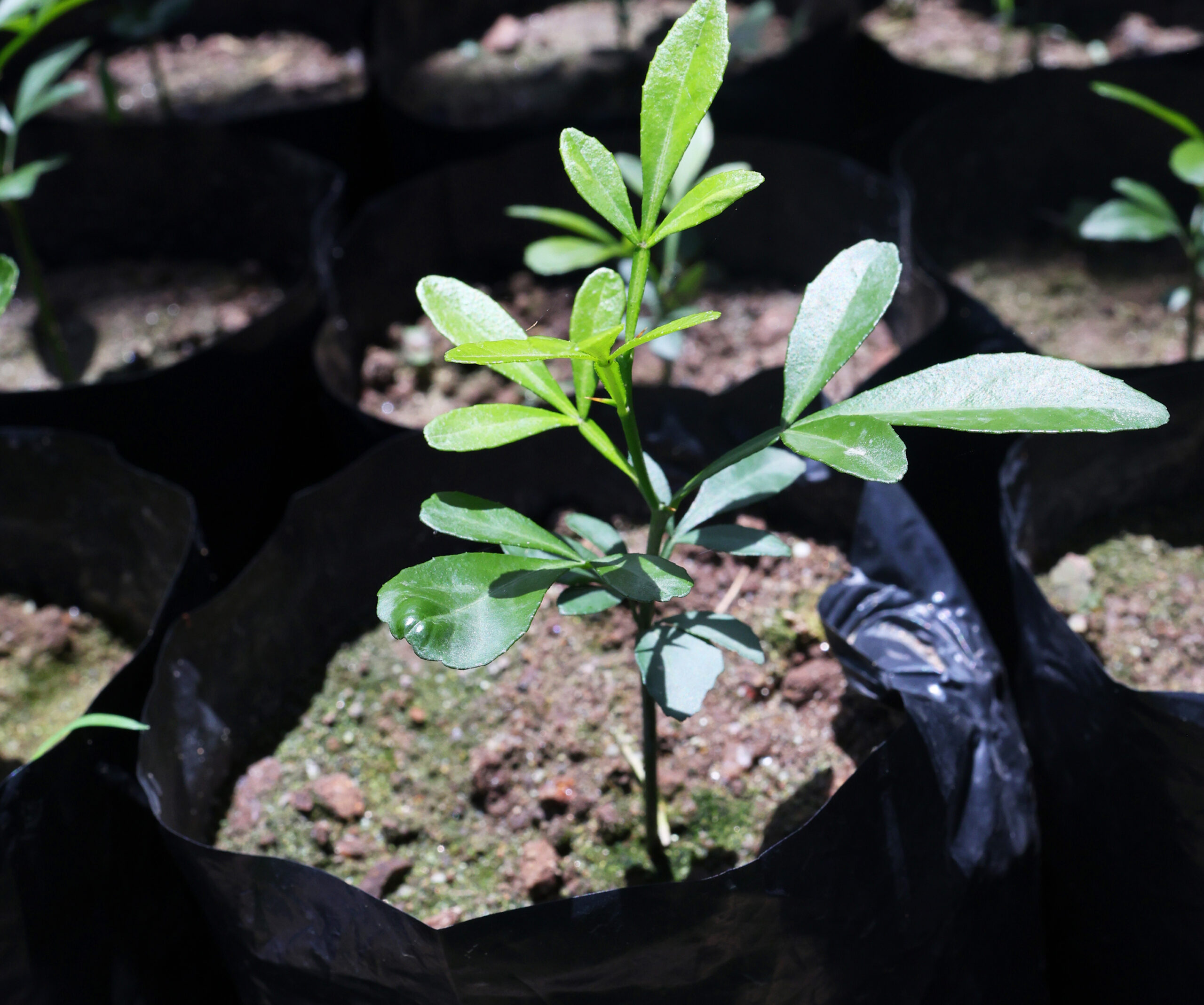 Cultivo de Limón Tahití