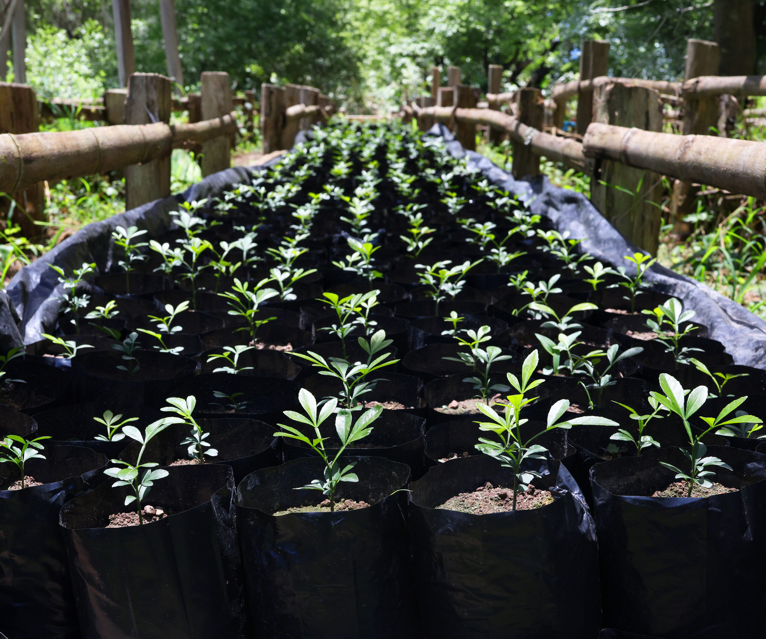 Cultivo de Limón Tahití