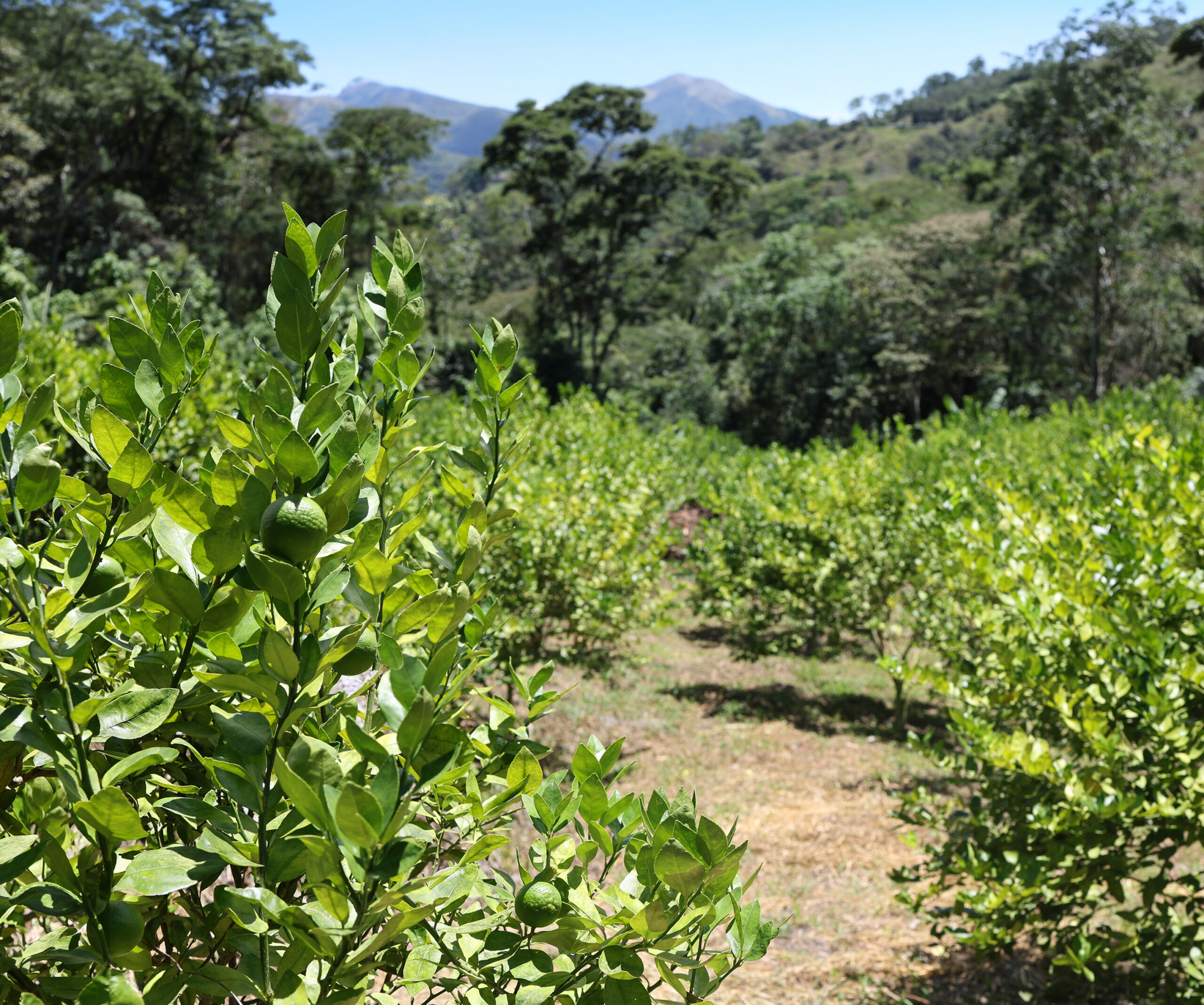 Cultivo de Limón Tahití