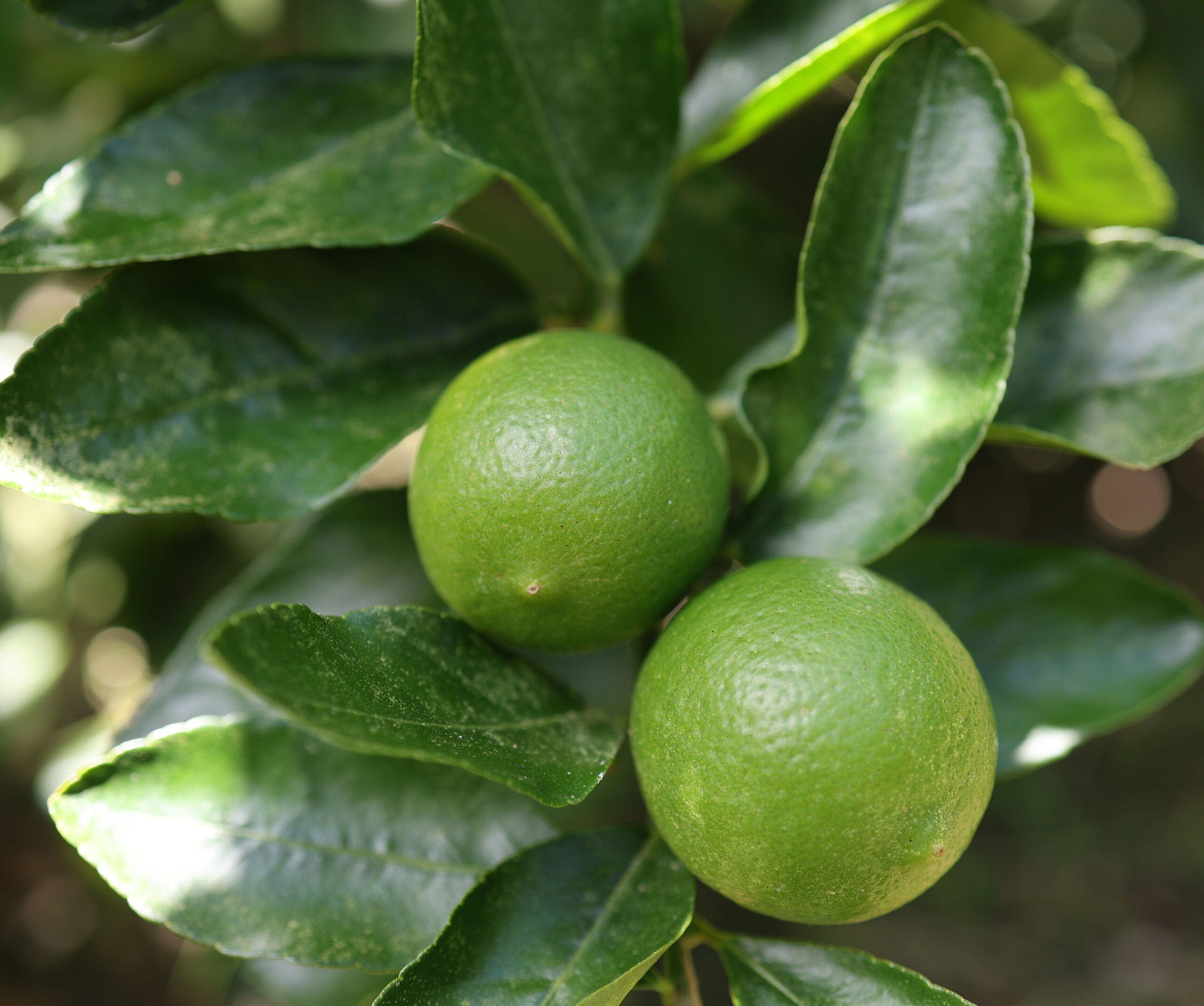 Cultivo de Limón Tahití