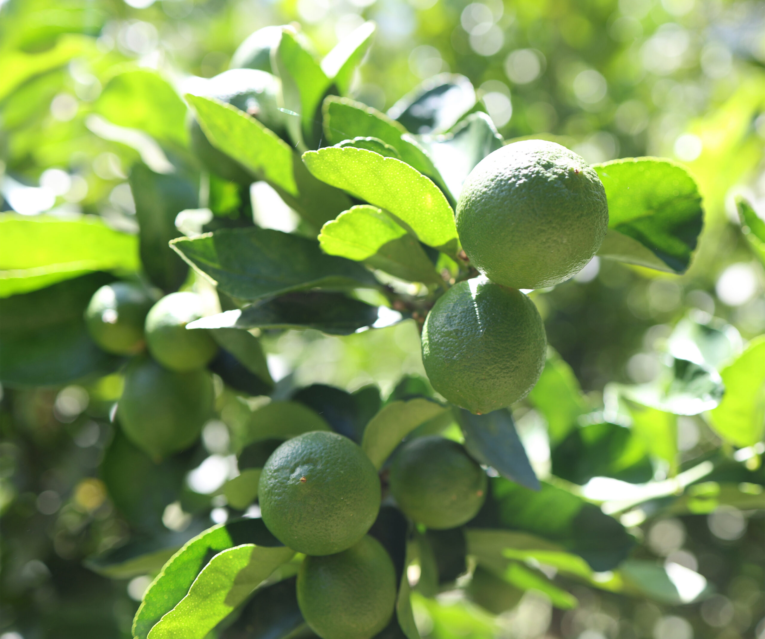 Cultivo de Limón Tahití