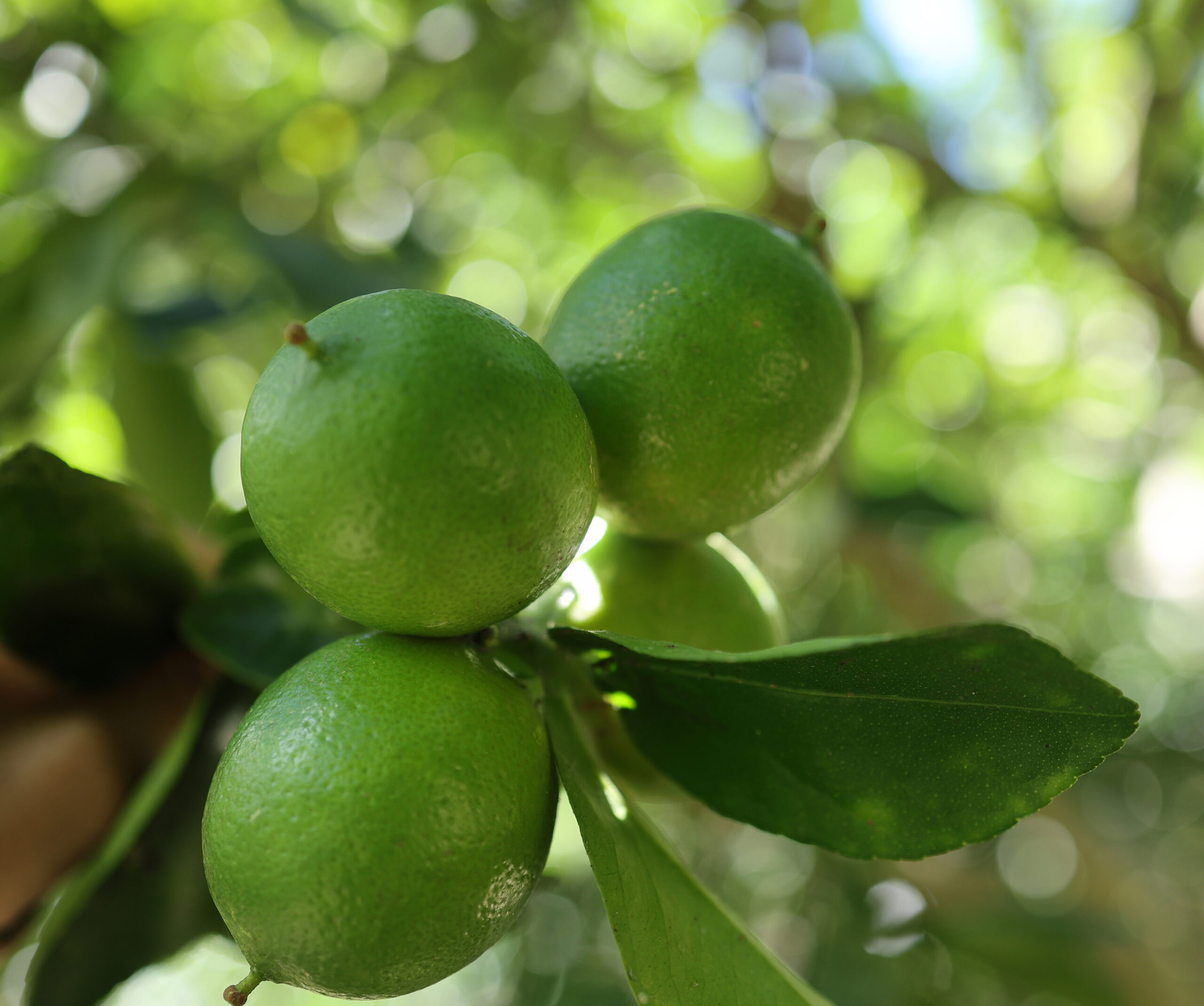 Cultivo de Limón Tahití