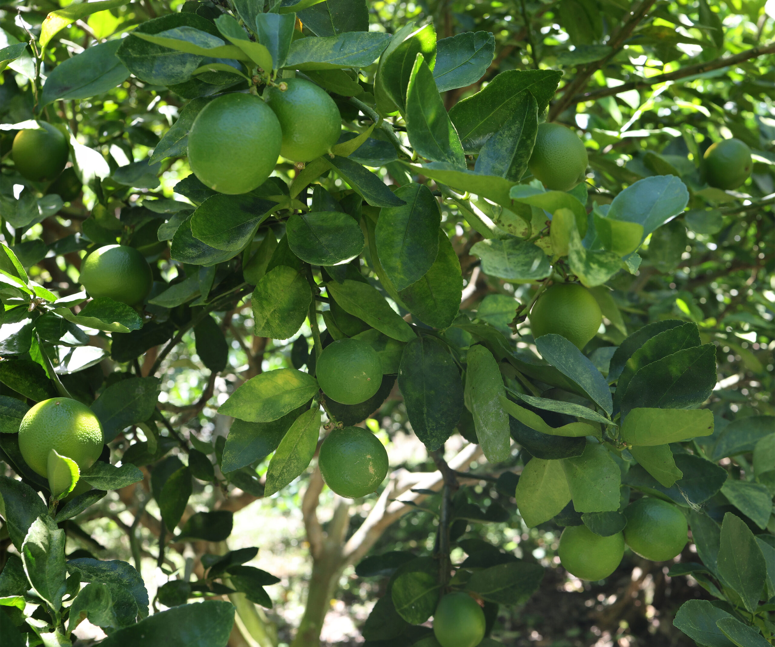 Cultivo de Limón Tahití