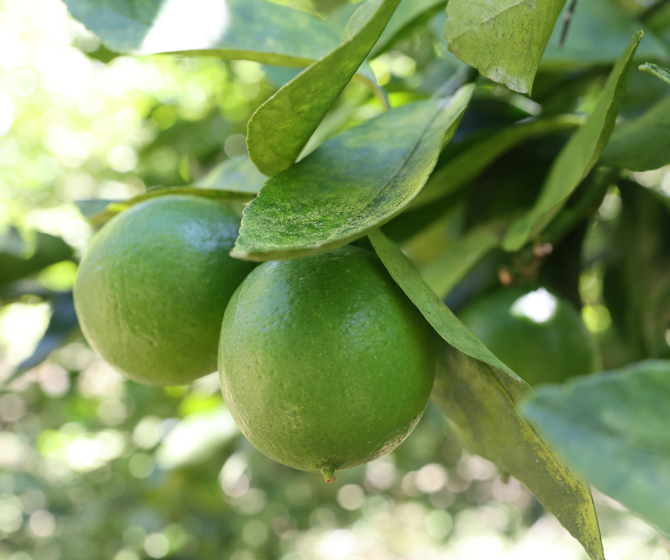 Cultivo de Limón Tahití
