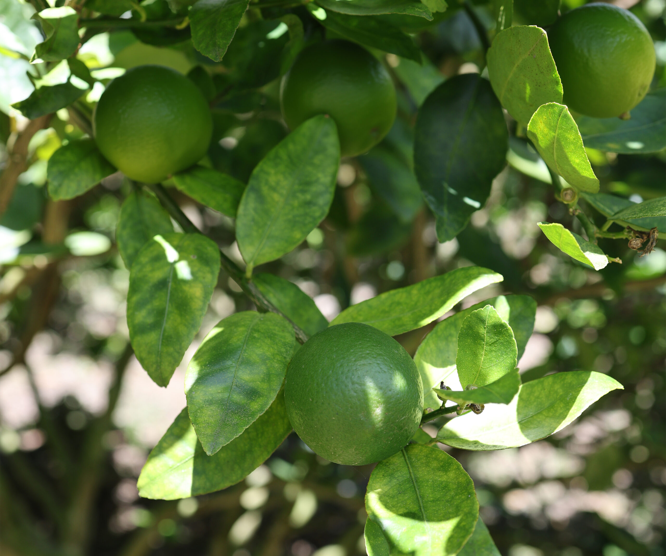 Cultivo de Limón Tahití