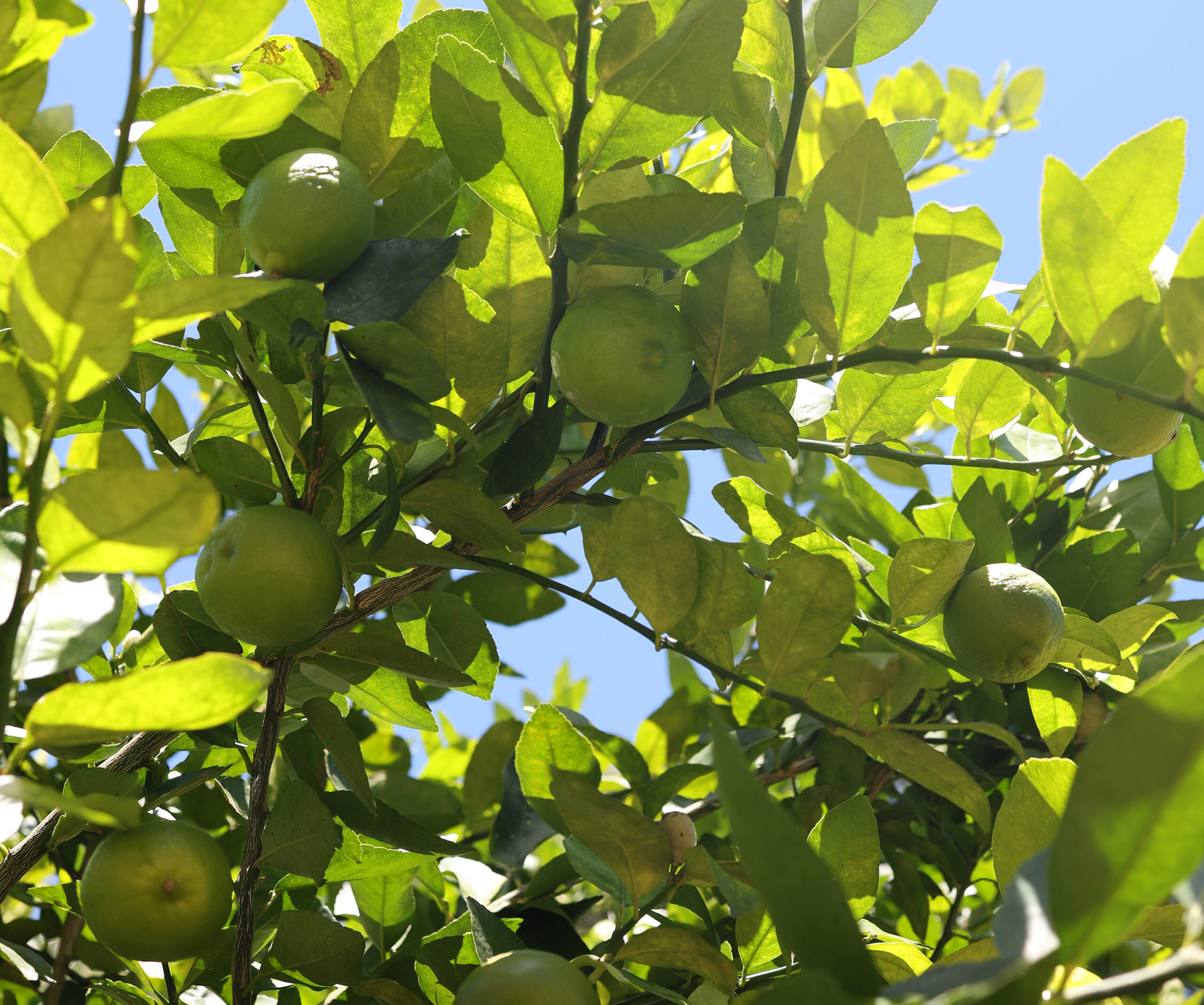 Cultivo de Limón Tahití