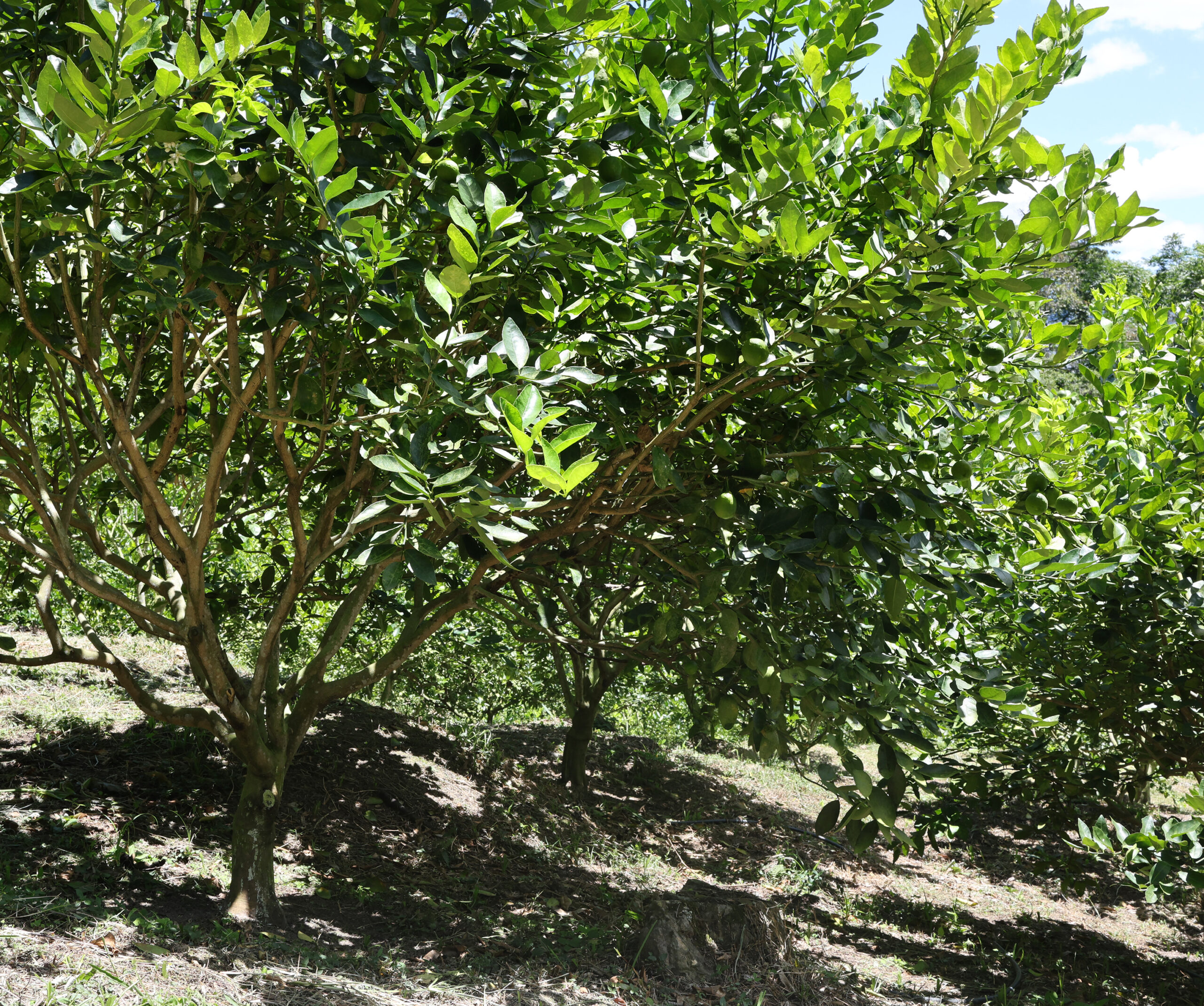 Cultivo de Limón Tahití