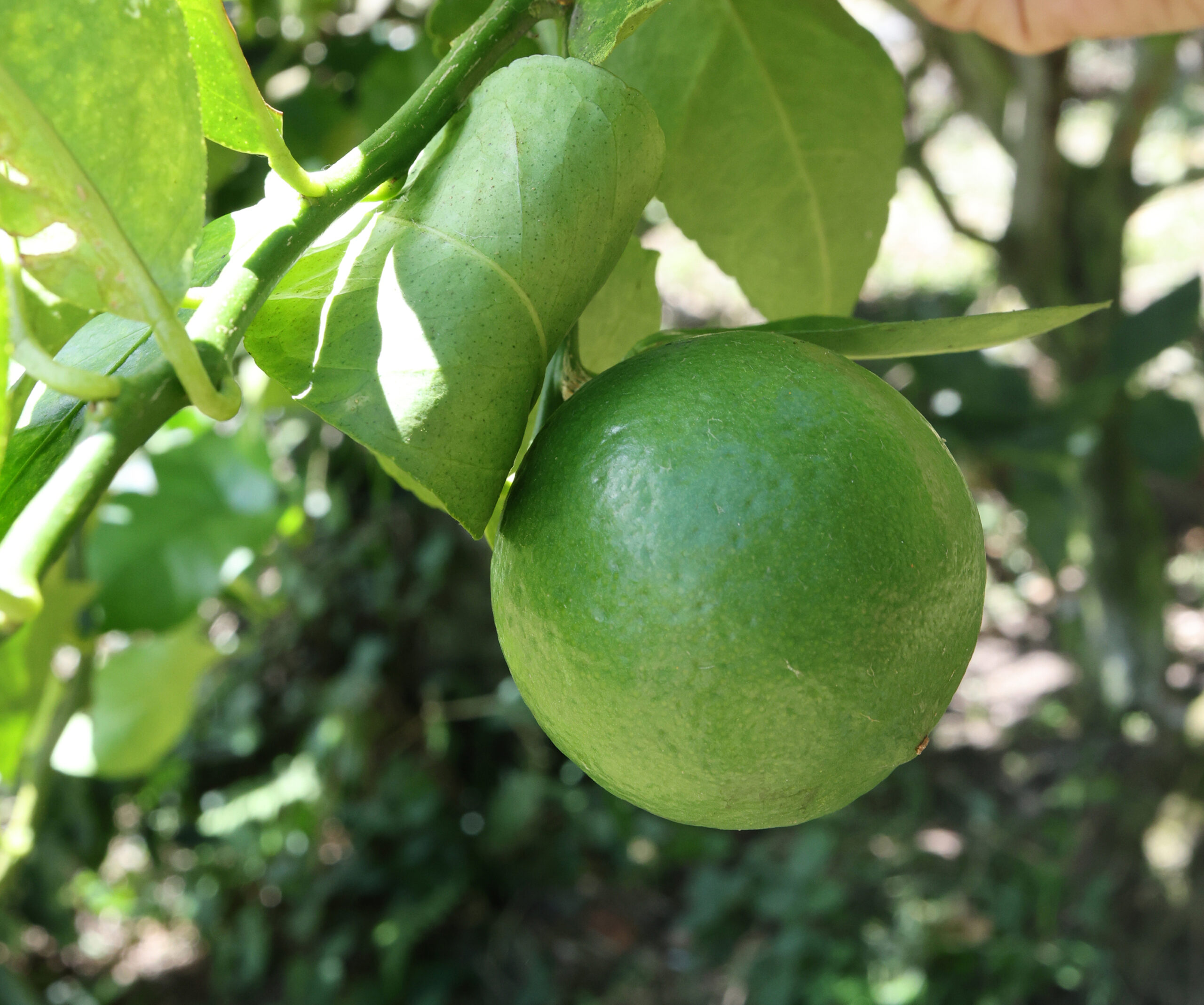 Cultivo de Limón Tahití