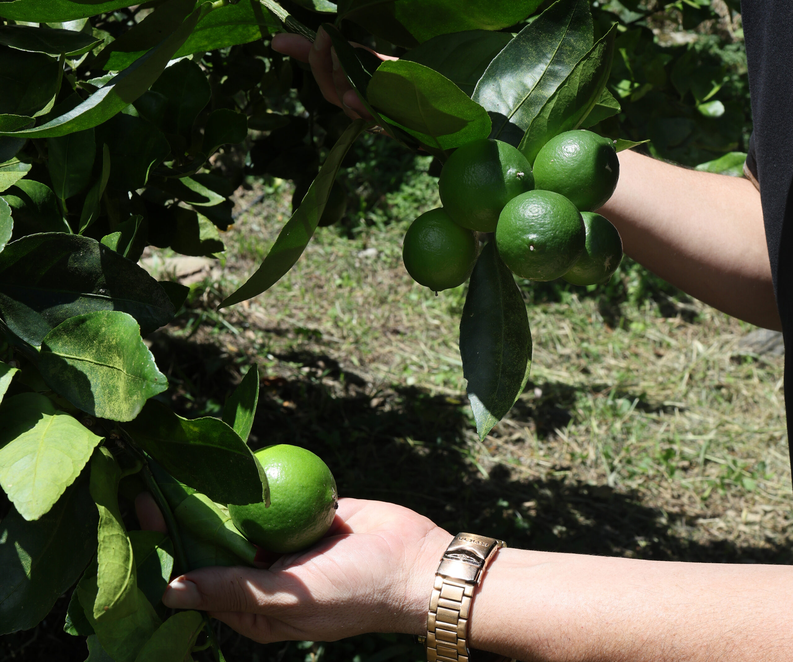 Cultivo de Limón Tahití