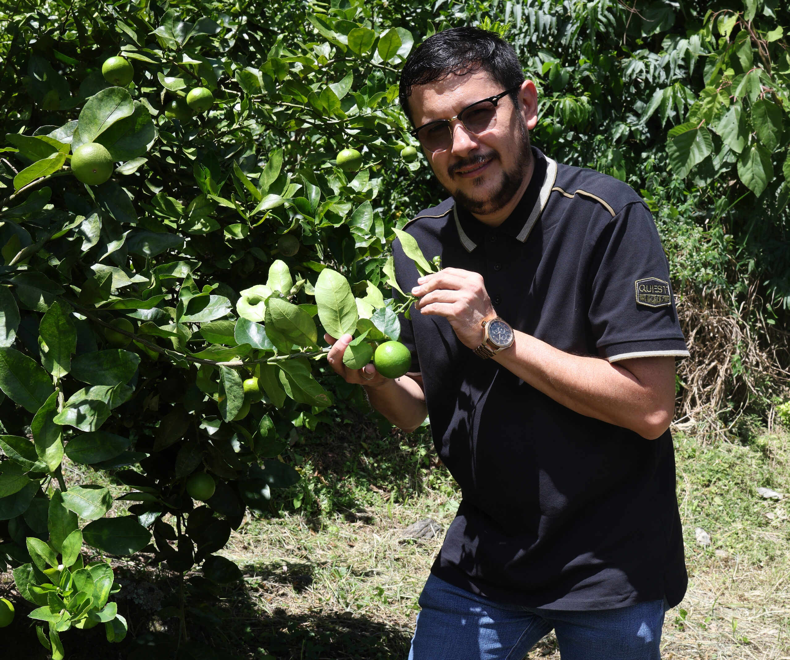 Cultivo de Limón Tahití