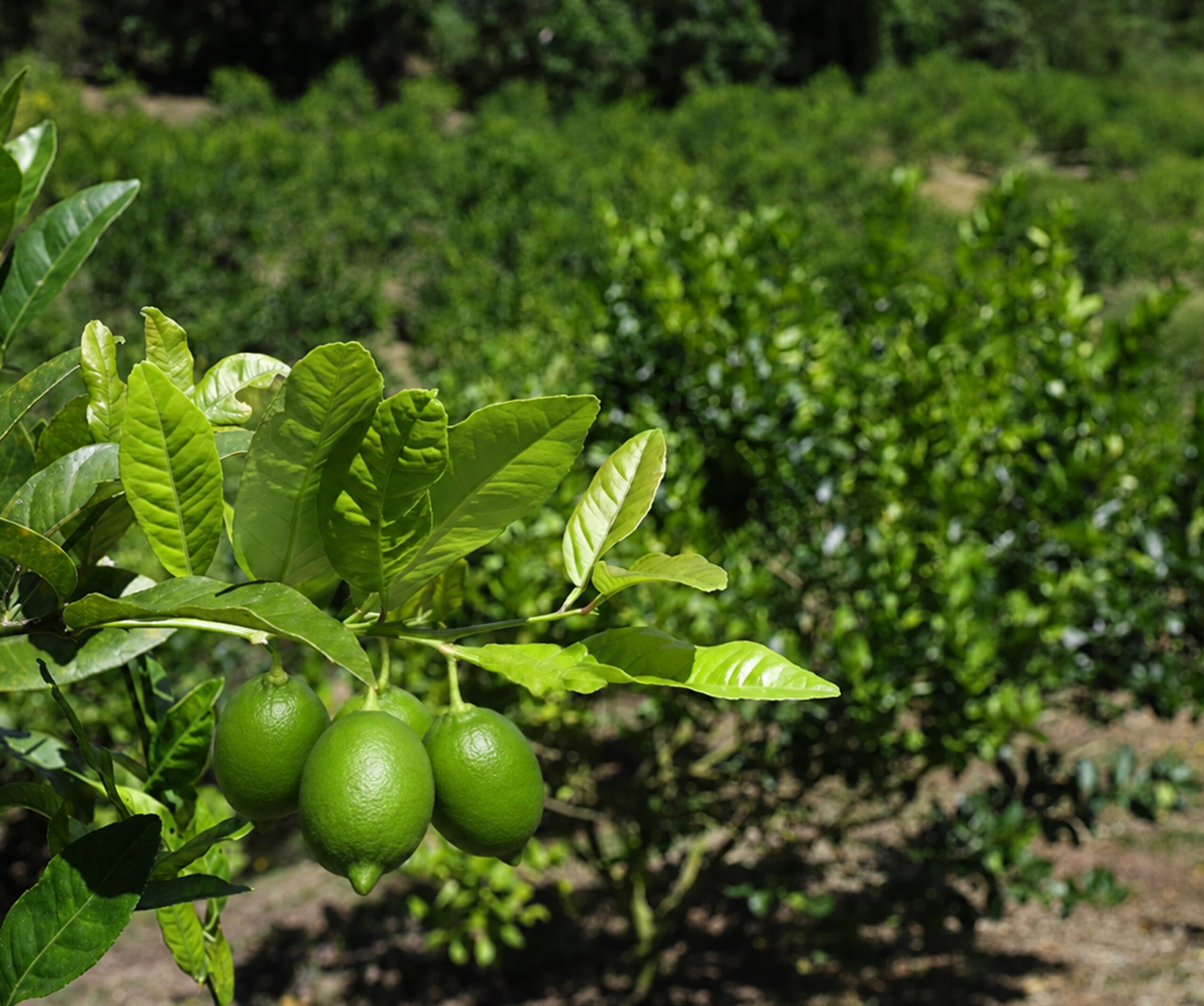 Cultivo de Limón Tahití