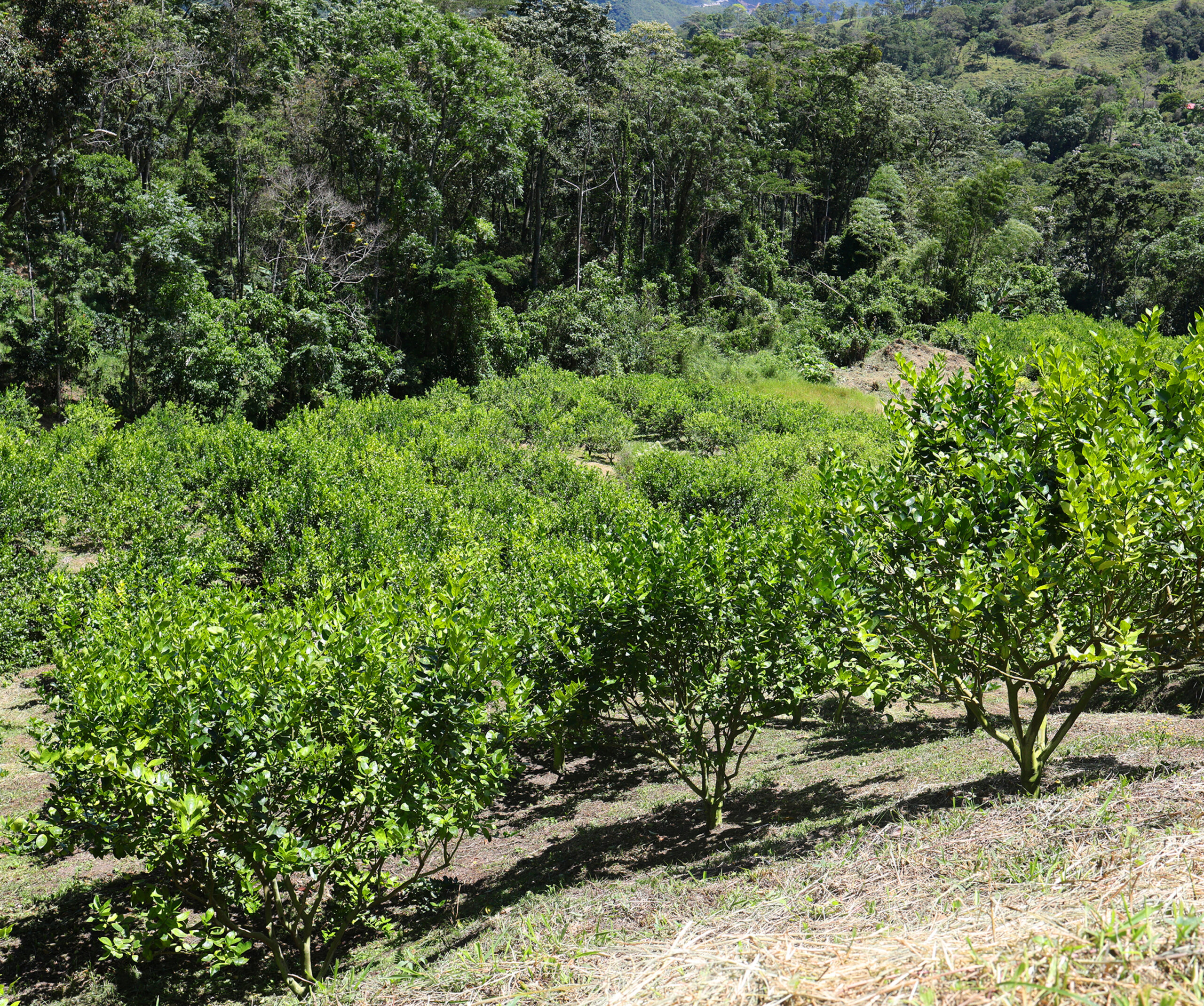 Cultivo de Limón Tahití
