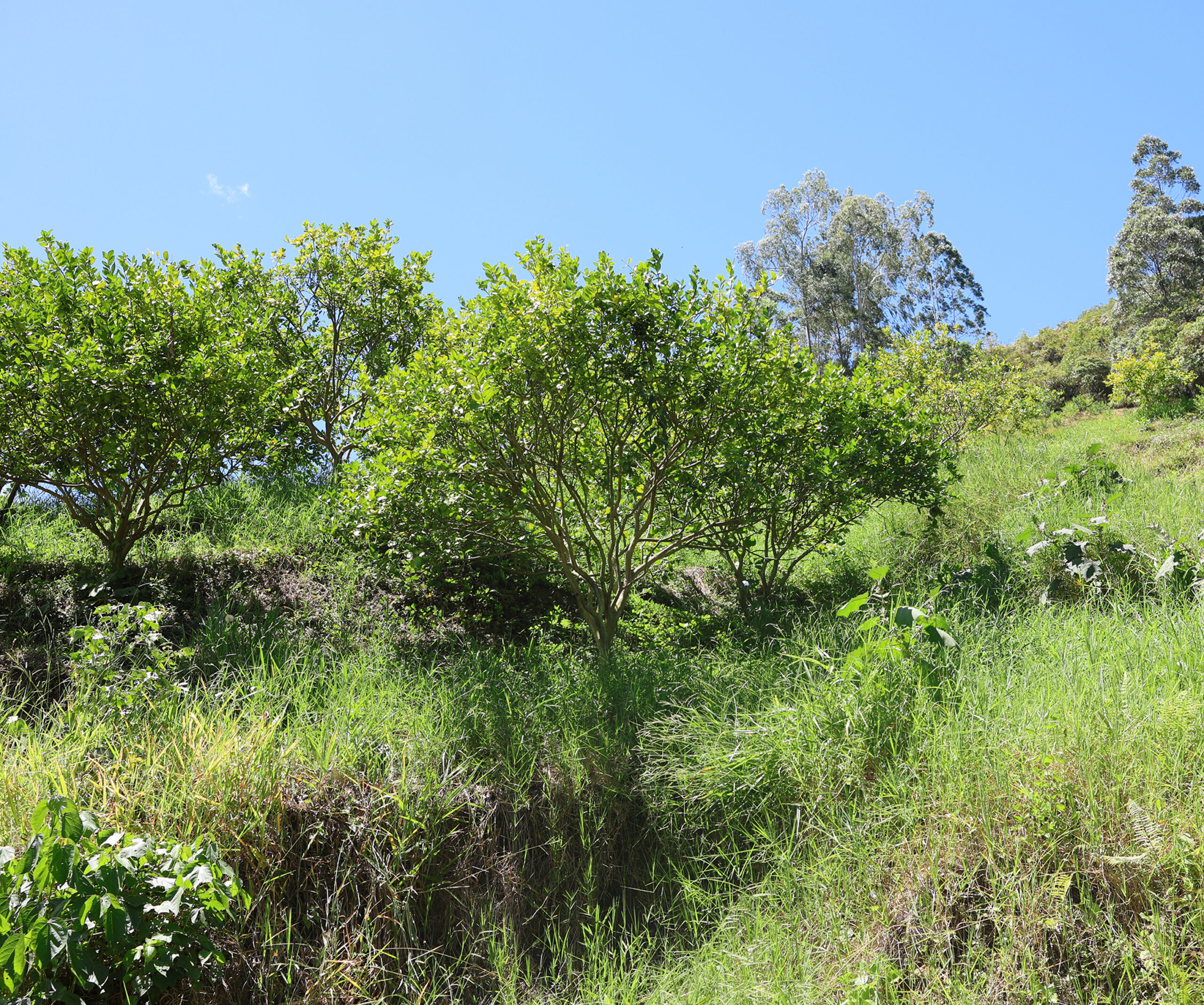 Cultivo de Limón Tahití